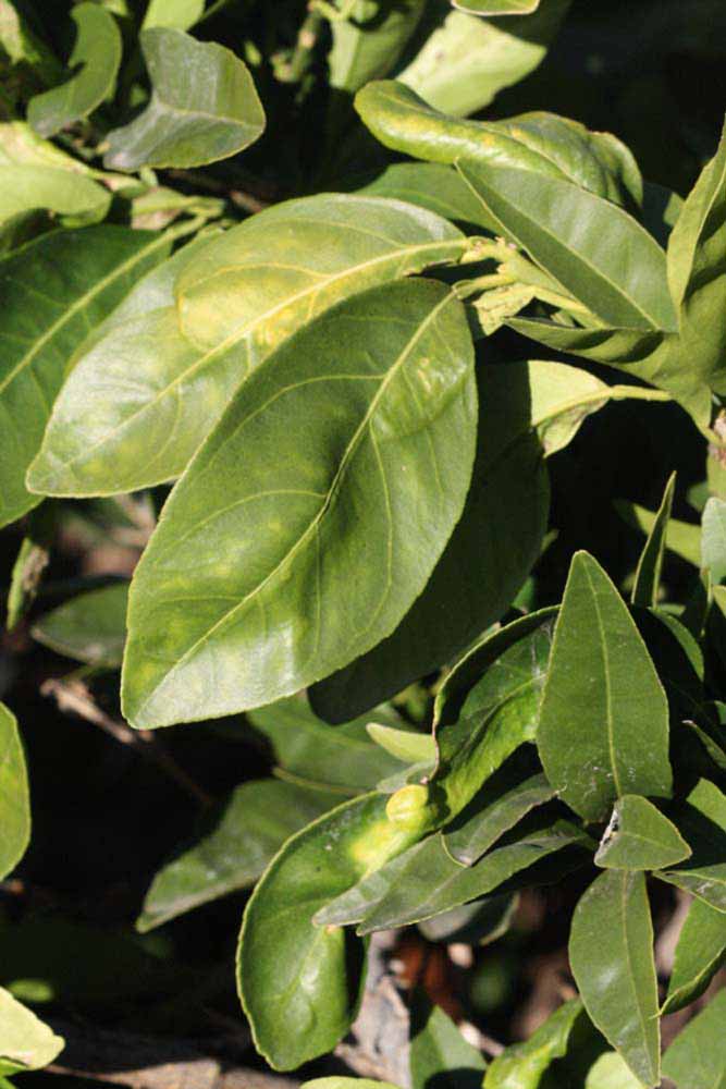            Sun leaves (Riverside, CA)   